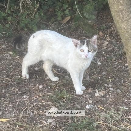 Foto 1/1 Gato encontrado Encontrado en Poussan