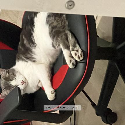 Foto 1/1 Riou Chat perdido en Sannois