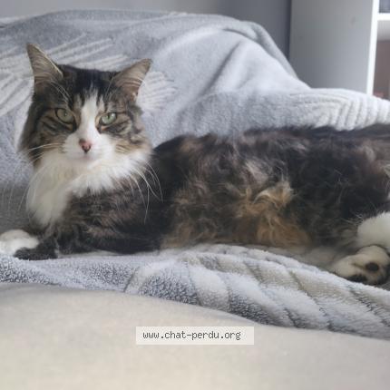 Foto 1/2 Sally Chat perdido en Breuil le sec