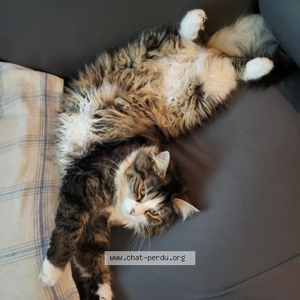 Foto 2/2 Sally Chat perdido en Breuil le sec