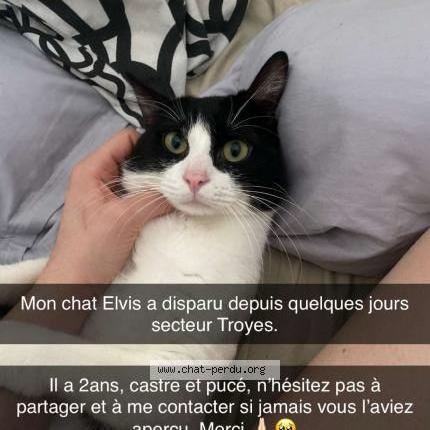 Foto 1/3 Elvis Chat perdido en Troyes