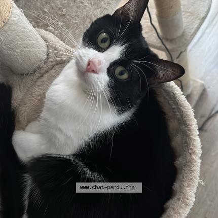 Foto 2/3 Elvis Chat perdido en Troyes