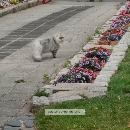 Foto 1/1 Gato encontrado Encontrado en Fontaine la mallet