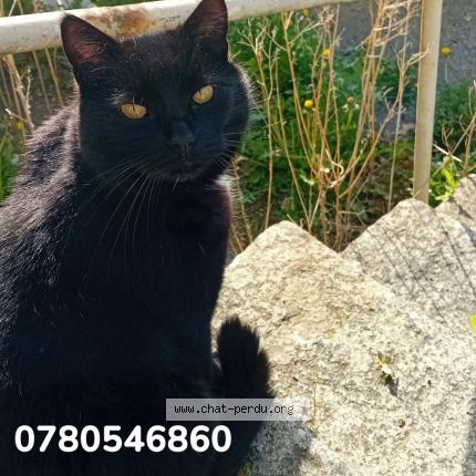 Foto 1/1 Glue Chat perdido en Ambriere les vallees