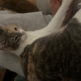 Foto del gato perdido en Paris