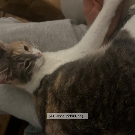 Foto 1/1 Shaï Chat perdido en Paris