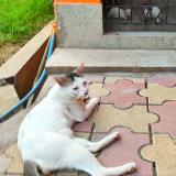 Foto del gato perdido en Habra