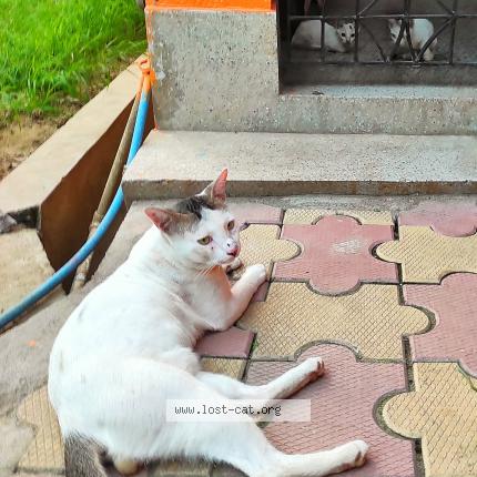 Foto 1/1 KUTTUSH Chat perdido en Habra