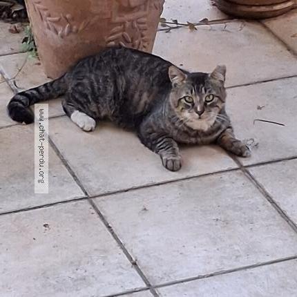 Foto 1/1 Gato encontrado Encontrado en Trets