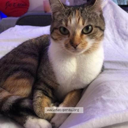 Foto 1/1 Nala Chat perdido en Bouffere