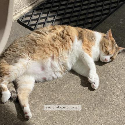 Foto 1/1 Mimine Chat perdido en Bazas