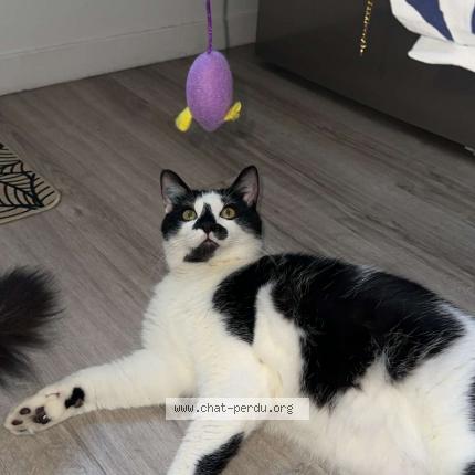 Foto 1/1 TRESOR Chat perdido en Vaulx en velin