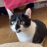 Foto del gato perdido en Paris