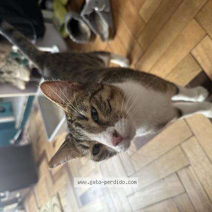 Foto 1/1 Kiwi Chat perdido en Lima