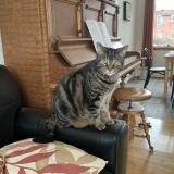 Foto del gato perdido en Montreal