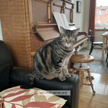 Foto 1/1 Domi Chat perdido en Montreal