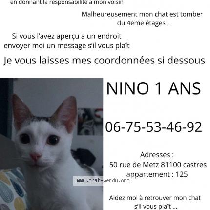 Foto 1/1 Nino Chat perdido en Castres