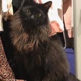 Foto del gato perdido en Toulouse