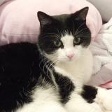 Foto del gato perdido en Le Marillais