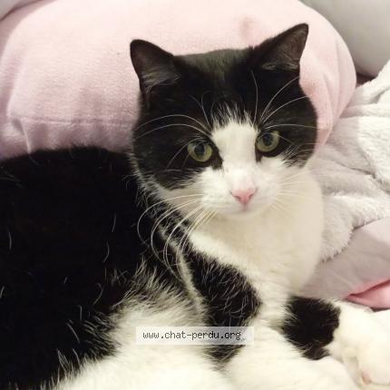 Foto 1/1 Shadow Chat perdido en Le marillais