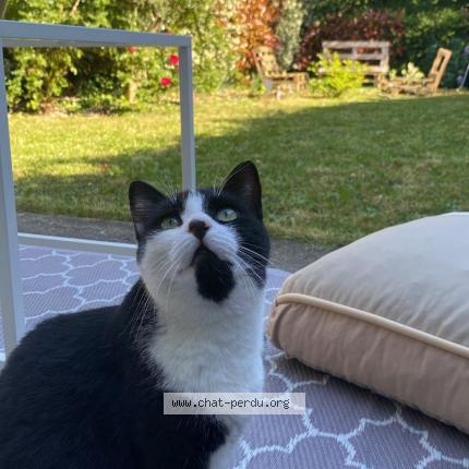 Foto 1/1 Sky Chat perdido en Clayes