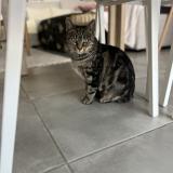 Foto del gato perdido en Plaisance Du Touch