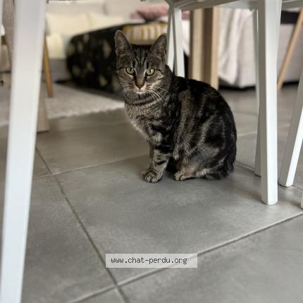 Foto 1/1 Aby Chat perdido en Plaisance du touch