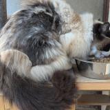 Foto del gato perdido en Meaux La Montagne