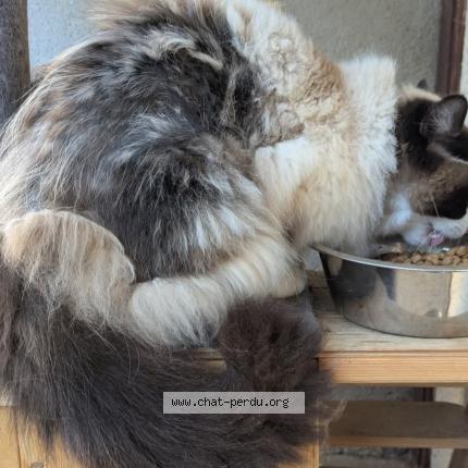 Foto 1/2 Dodu Chat perdido en Meaux la montagne