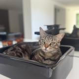 Foto del gato perdido en Mougins