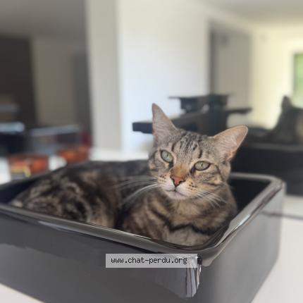 Foto 2/2 Tikki Chat perdido en Mougins