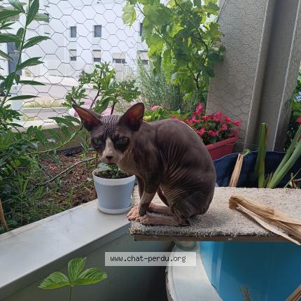 Foto 1/1 Charlotte Chat perdido en Saint laurent de mure