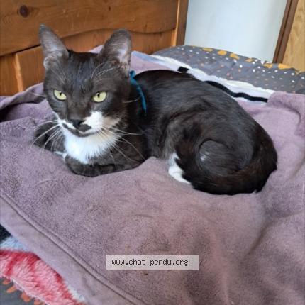 Foto 1/1 Gato encontrado Encontrado en Vitry sur seine