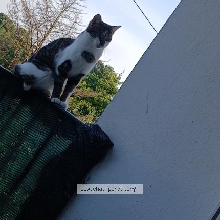 Foto 1/1 Pompomnette Chat perdido en Brest