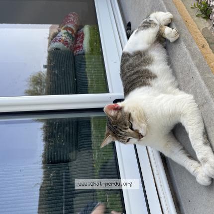 Foto 1/1 Dorian Chat perdido en Bourges