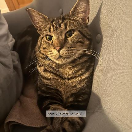 Foto 1/1 TOMMY Chat perdido en Coutances