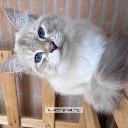 Foto 1/1 Volt Chat perdido en Toulouse