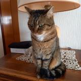 Foto del gato perdido en Saint Vincent Sur Jard