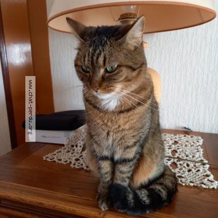 Foto 1/2 Minette Chat perdido en Saint vincent sur jard