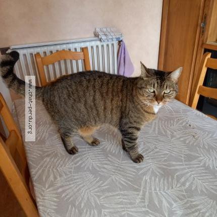 Foto 2/2 Minette Chat perdido en Saint vincent sur jard