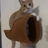 Foto del gato perdido en La Feriere De Flee