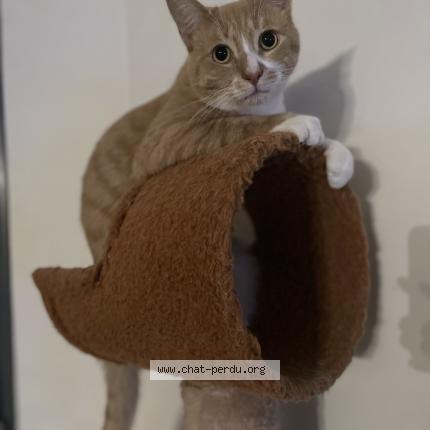 Foto 1/1 Turbo Chat perdido en La feriere de flee