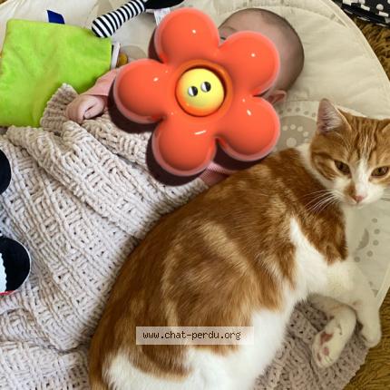 Foto 1/1 Mba Chat perdido en Urrugne