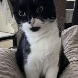 Foto del gato perdido en Cugand