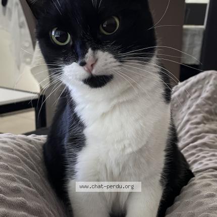 Foto 1/1 Moustache Chat perdido en Cugand