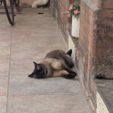 Foto del gato perdido en Toulouse