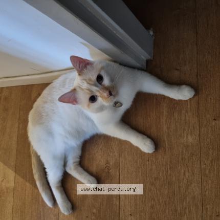 Foto 1/1 Miya Chat perdido en Montpellier