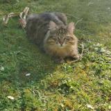 Foto del gato perdido en Bethancourt En Valois