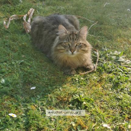 Foto 1/1 Pompon Chat perdido en Bethancourt en valois