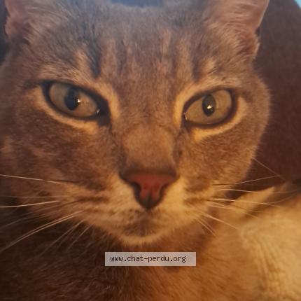 Foto 1/1 Capsule Chat perdido en Magneux hautes rives